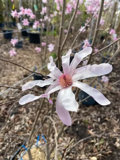 Magnolia 'Leonard Messel'