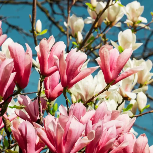 Magnolias en vente dans notre pépinière L'Art Végétal de Saint-Perdon