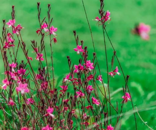 La Gaura : une vivace adaptée aux sols landais