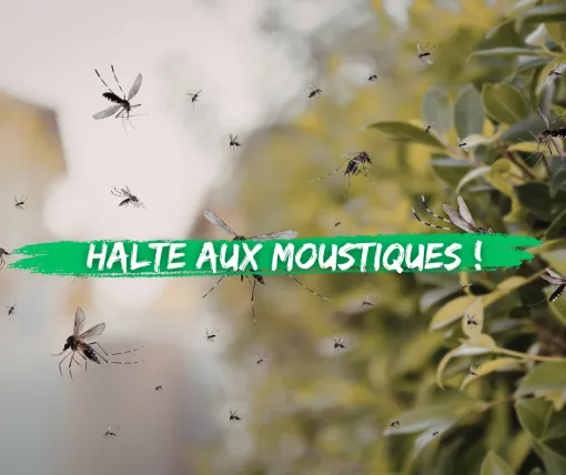 Lutter contre les moustiques dans les Landes