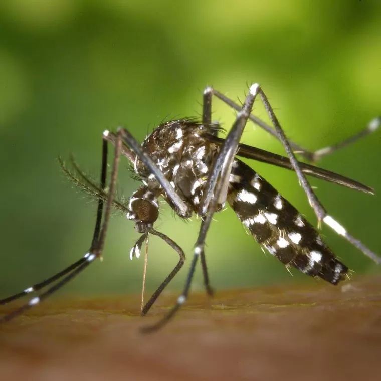 Lutte contre la prolifération de moustique dans les jardins des Landes