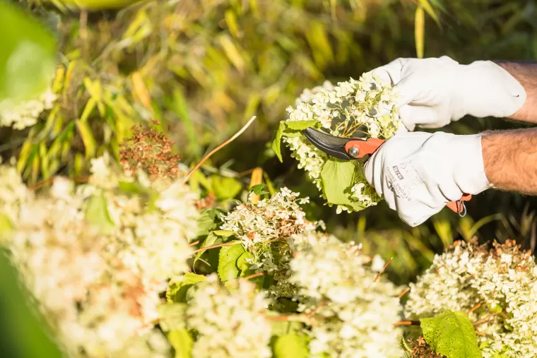 Comment bien préparer son jardin pour l'automne, Mont-de-Marsan, G.Despagnet