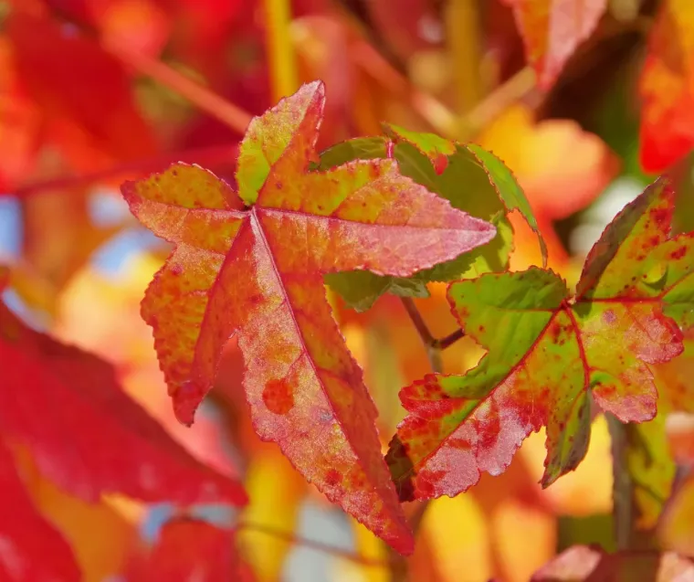 Des arbustes au feuillage d'automne flamboyant ! , Mont-de-Marsan, G.Despagnet