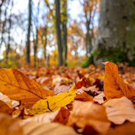 Que faire des feuilles d'automne, du paillage, du compost ou du mulching ?, Mont-de-Marsan, G.Despagnet