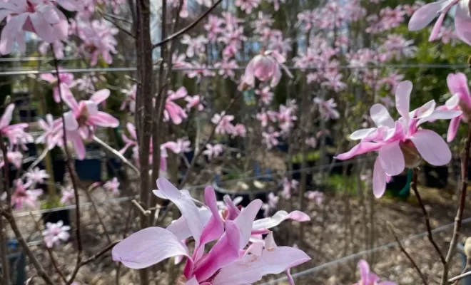 Magnolia 'Leonard Messel'
