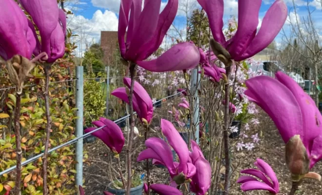 Magnolia fleurs de lis
