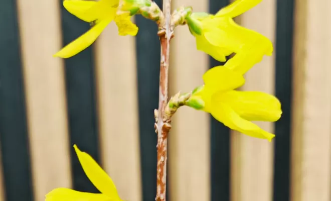 Forsythia à la vente dans nos pépinières de Saint-Perdon.
