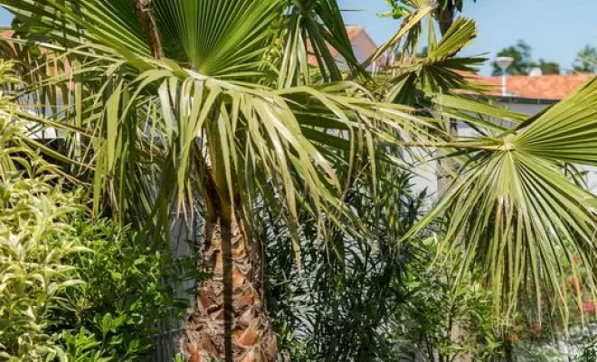Aménagement d'un jardin complet , Mont-de-Marsan, G.Despagnet