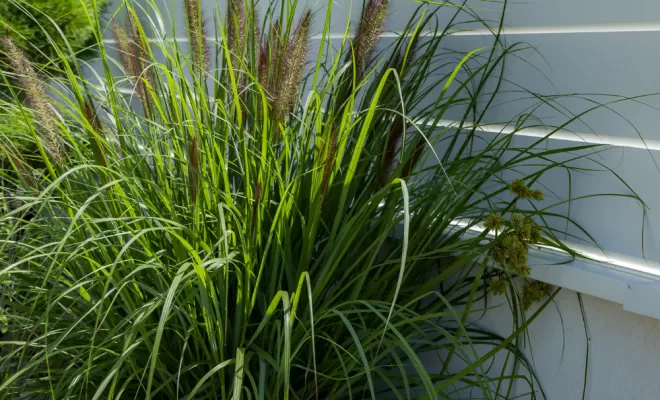 Une clôture rénovée dans le sud des Landes